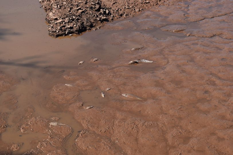 Für einige Fische kam jedoch jede Hilfe zu spät.