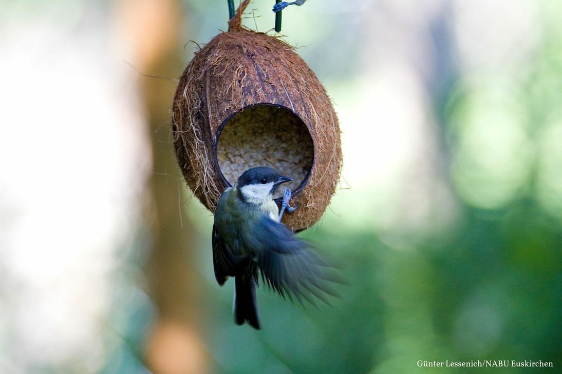 Eine Kohlmeise am Futtertrog. Foto: Günter Lessenich