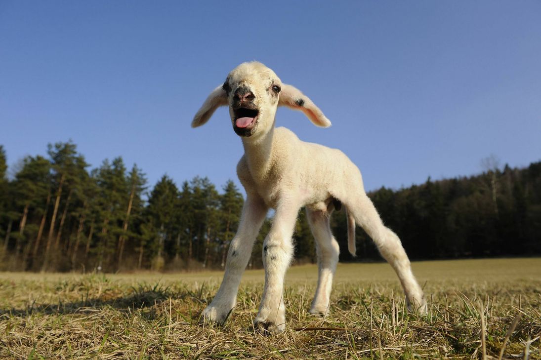 In Deutschland gibt es noch 900 Vollerwerbsschäfer. In Rheinland-Pfalz sind es noch 60 und 80. Foto: Imago