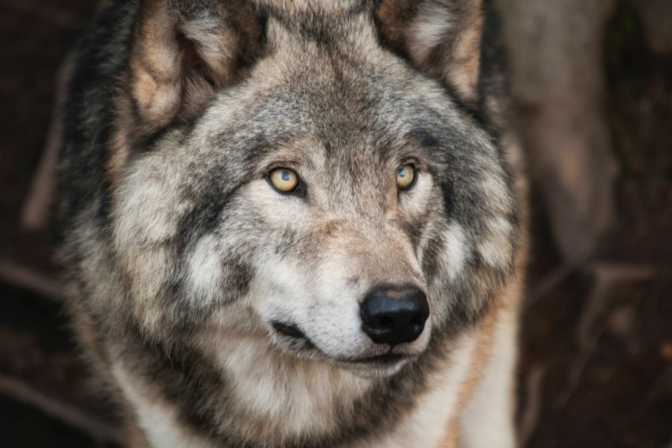 Ein Wolf wie dieser hat ein Schaf in Mützenich gerissen. Das bestätigte nun das NRW-Landesamt für Natur, Umwelt und Verbraucherschutz. Foto: Archiv