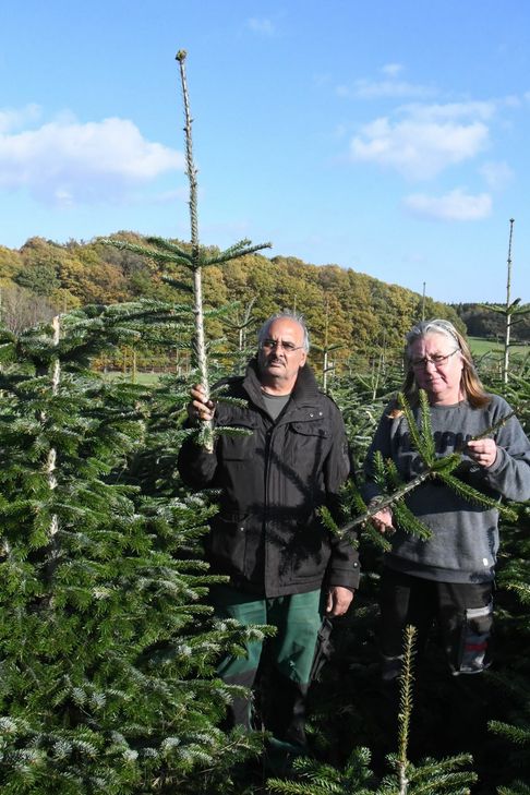Ralf Lieschied gibt in unserem Video Tipps, wie der Baum lange grün bleibt. (Foto: Bender)