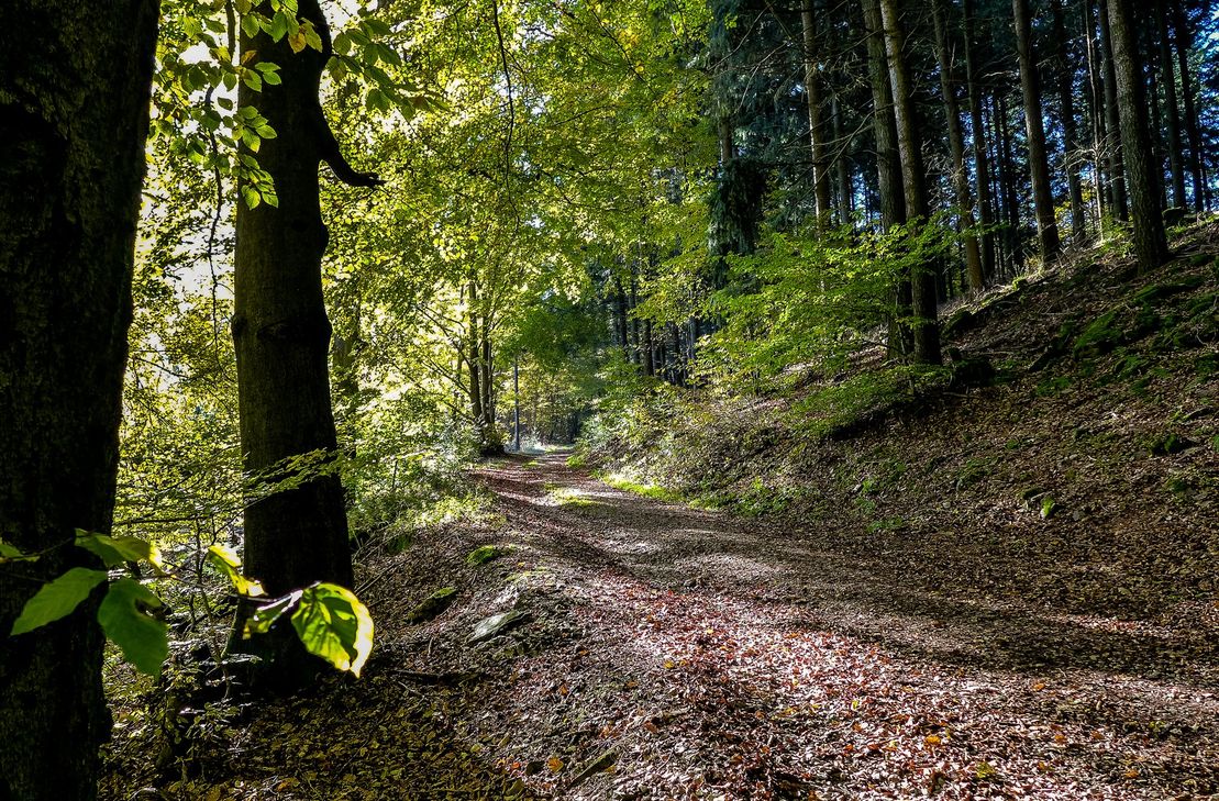 Forstleute laden zu Veranstaltungen rund um den Tag des Waldes ein.
