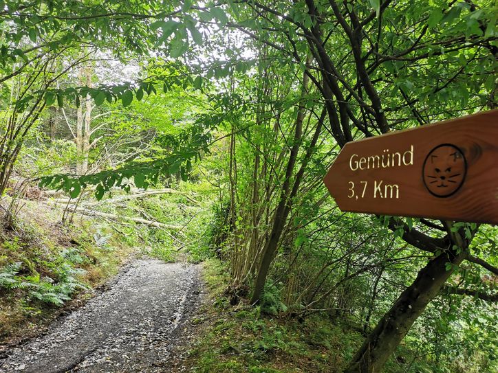 Mancherorts liegen umgestürzte Bäume über dem Weg. Wie hier zwischen Vogelsang und Gemünd. Diese werden in den nächsten Tagen weggeräumt. Foto: Nationalparkverwaltung Eifel/A. Lenzen