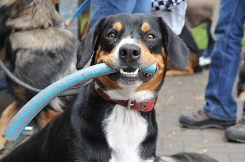 Hunde dürfen – mit Impfpass – auch auf die Messe. Foto: FF