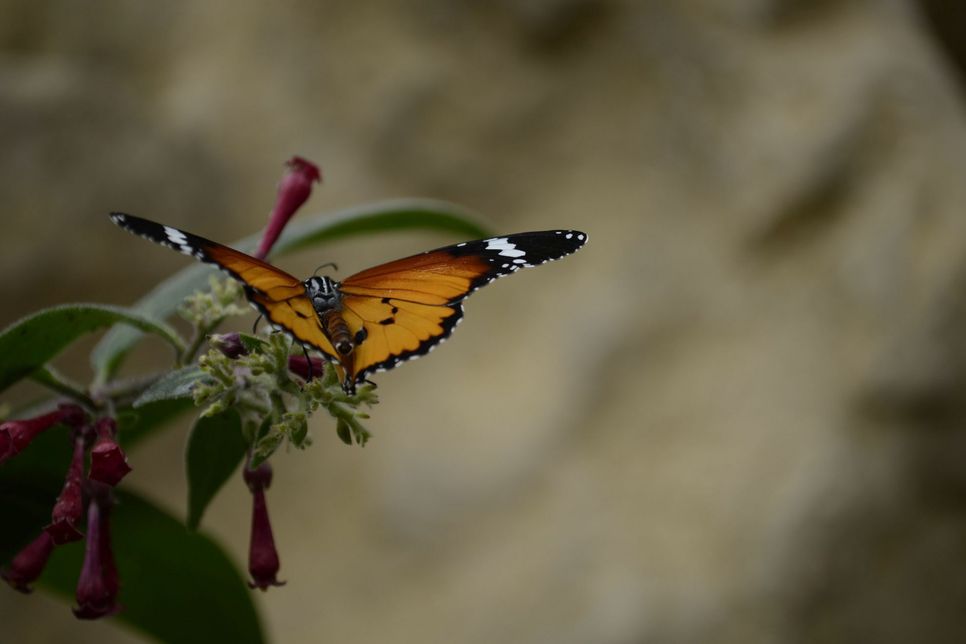 Schmetterlinge gehören zu den Bewohnern des neuen Tropenhauses in Ahrhütte. mn-Fotos
