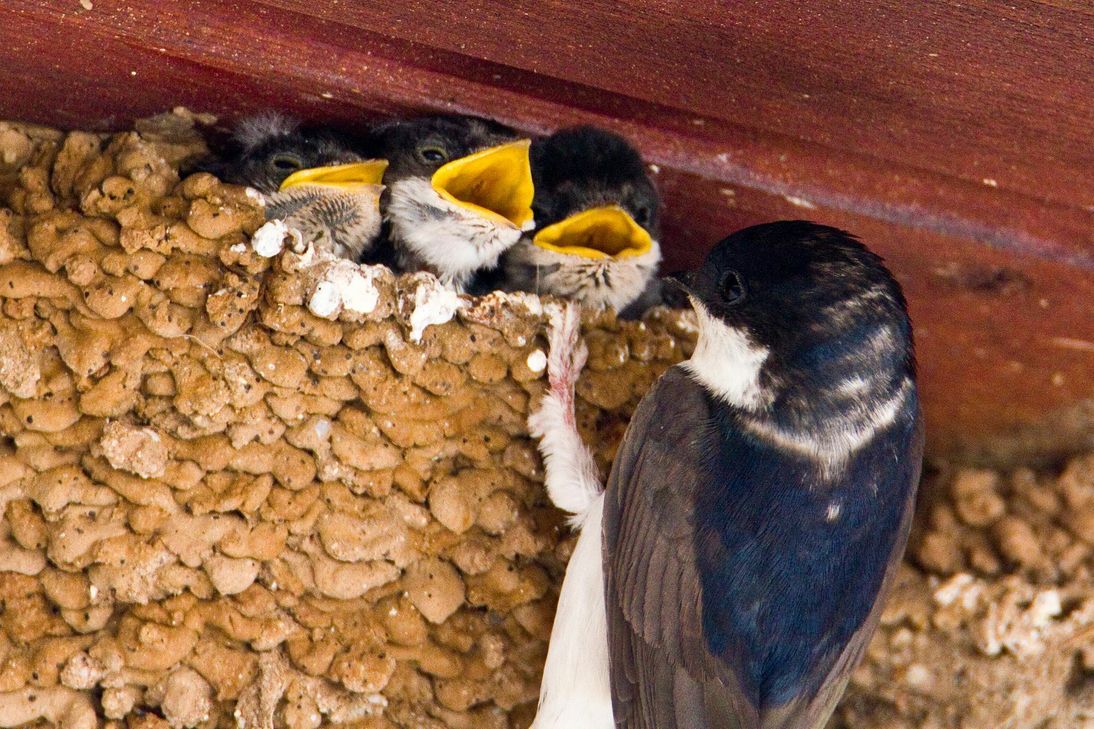 Foto: NABU/Günter Lessenich