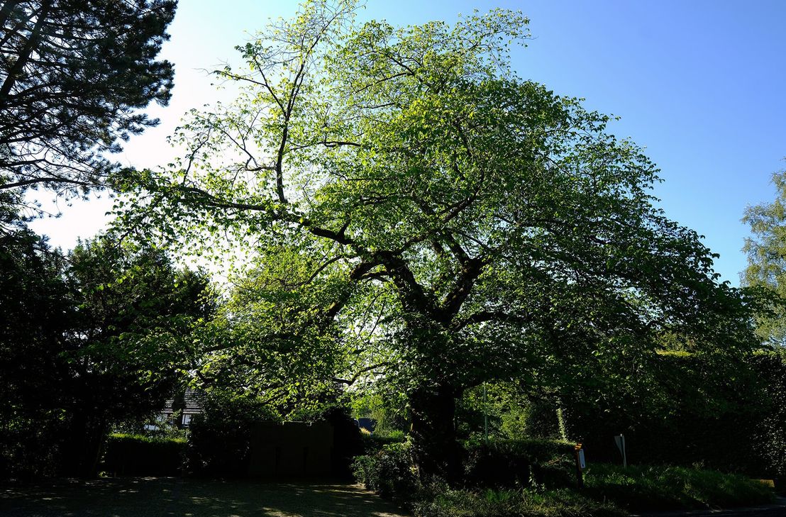 Die Bergulme in Rohren ist ein »Baum.Schatz« im Naturpark Nordeifel - noch, da sie dem Tode geweiht scheint.