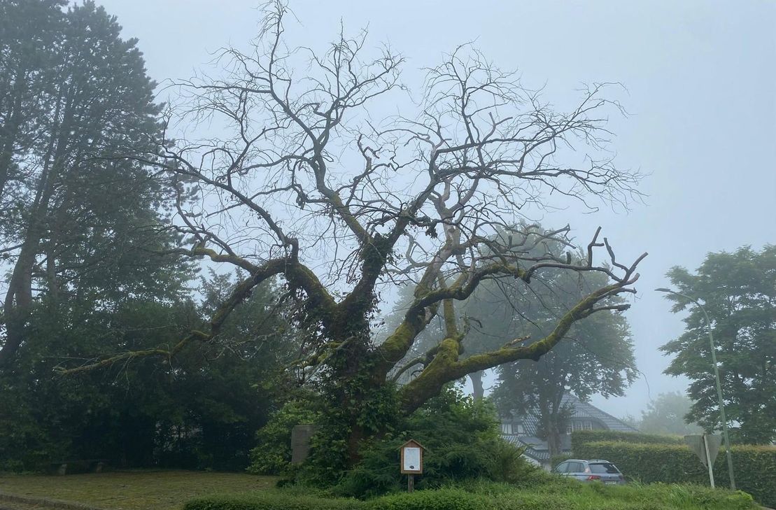 Die Bergulme in Rohren ist ein »Baum.Schatz« im Naturpark Nordeifel - noch, da sie dem Tode geweiht scheint.