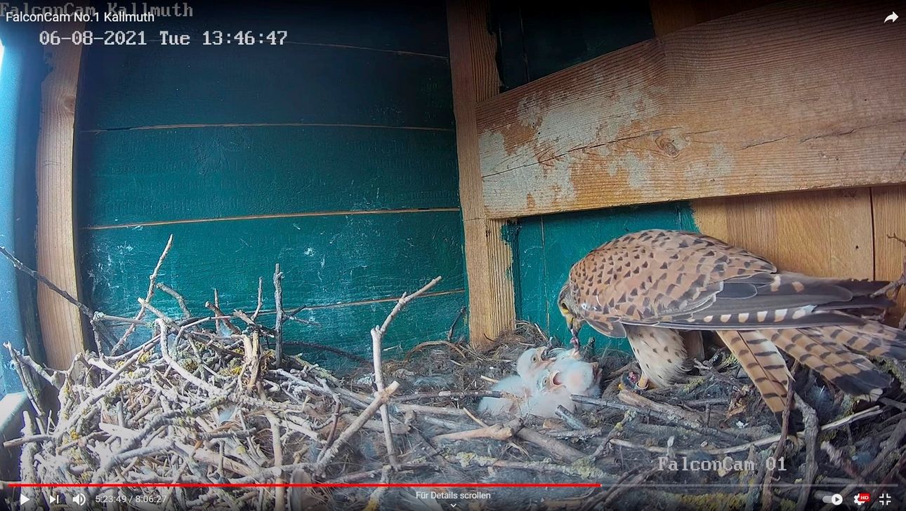 Die Falken-Mama mit ihrem putzigen Nachwuchs. Screenshot: Kirsten Röder/pp/Agentur ProfiPress