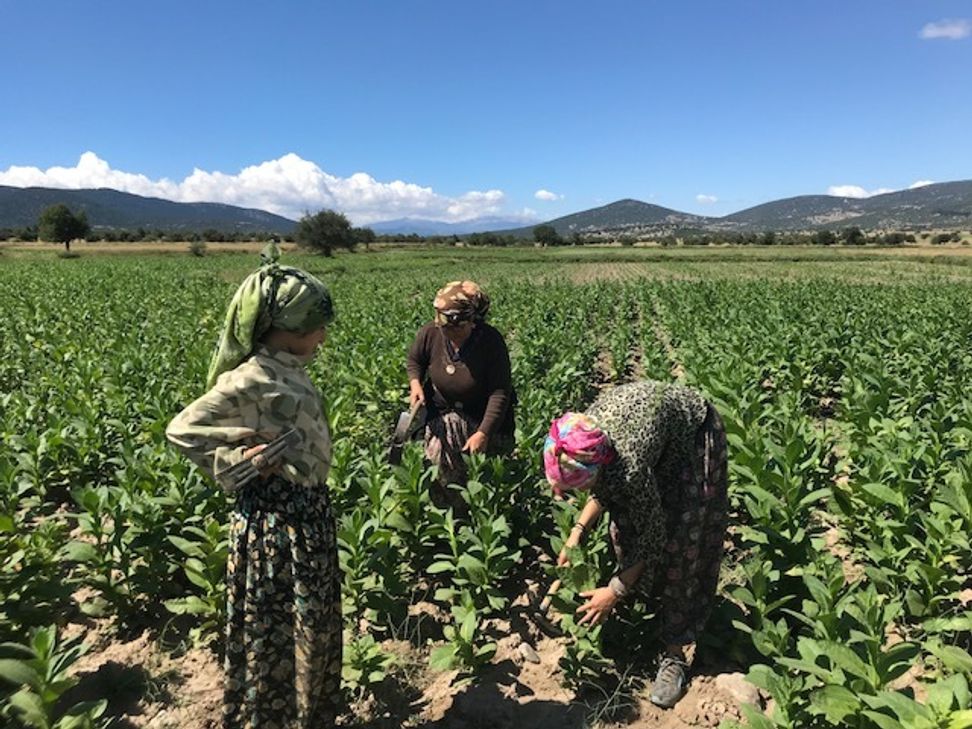 Jana Schlägel (rechts) hat auf ihrem Weg nach Thailand einen Zwischenstop im türkischen Balkica eingelegt und arbeitet auf einem Tabakfeld mit.