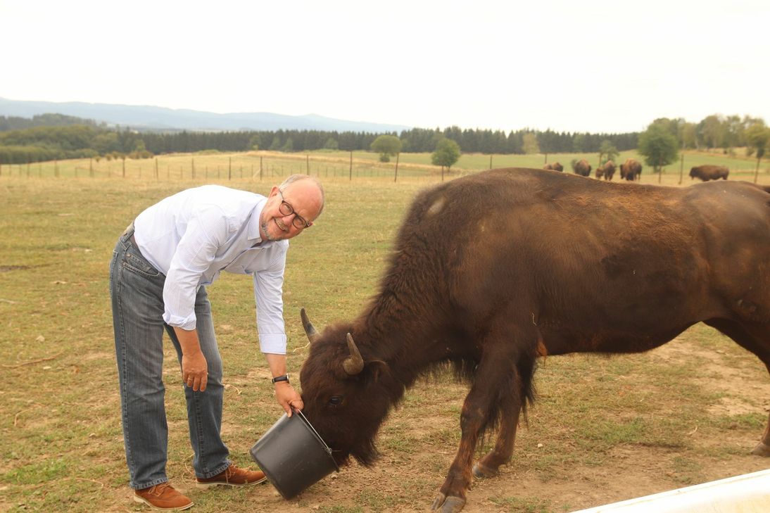 Ralf Kramp füttert Montana - ein Bison aus der Zucht von Matthias Linden aus Esch. Die Tiere spielen in Kramps neuem Roman eine wichtige Rolle. Foto: Nolden