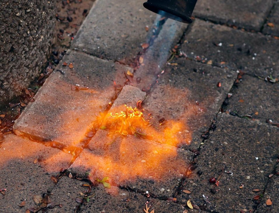 Bequem aber gefährlich: Das Abflämmen von Unkraut mit einem Gasbrenner.