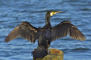 Symbolfoto: Wikipedia Slawek Staszczuk (photoss [AT] hotmail.co.uk) https://creativecommons.org/licenses/by-sa/3.0/deed.en