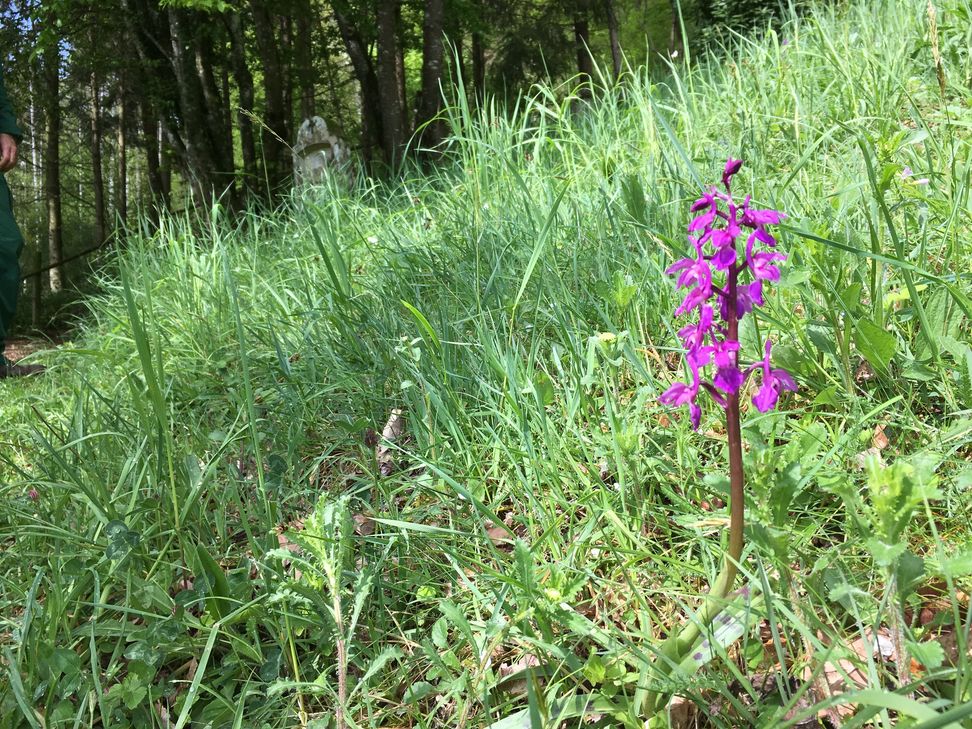 Eine blühende Orchidee.