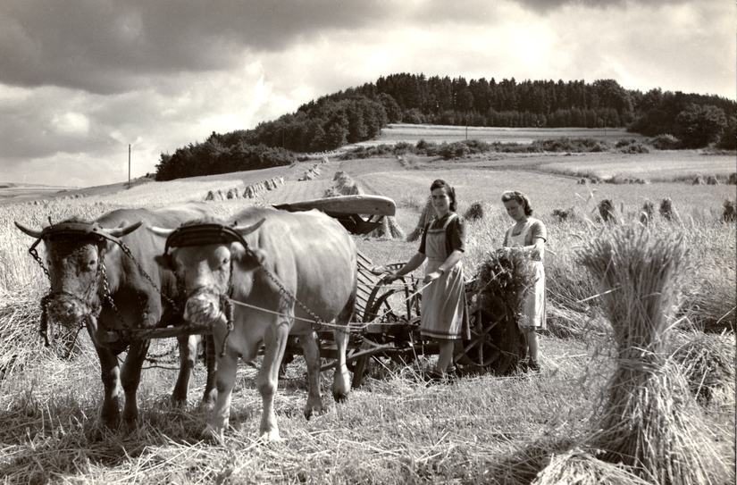 Die Eifelbauern dachten auch im Sommer schon an den Herbst und die bevorstehende Erntezeit