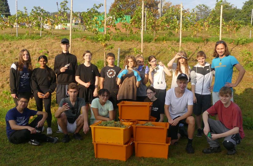 Mit Egagement bei der Sache: Schülerinnen und Schüler der Freiherr-vom-Stein Realschule plus bei der Lese im schuleigenen Weinberg.