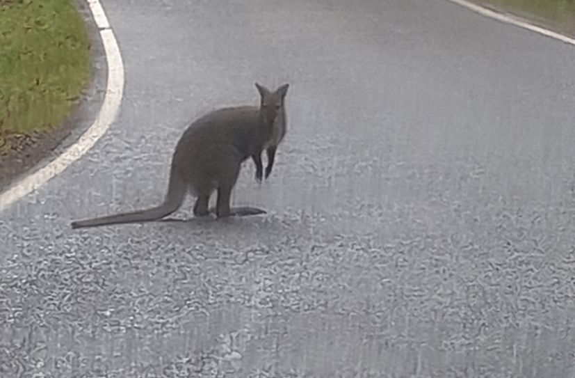 Die Autofahrerin konnte mit dem Handy ein schnelles Foto von dem Känguru in Wadern machen.