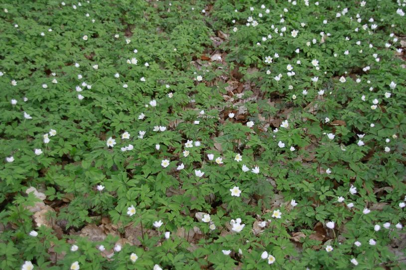 Einer der ersten Frühlingsblüher ist das Buschwindröschen.