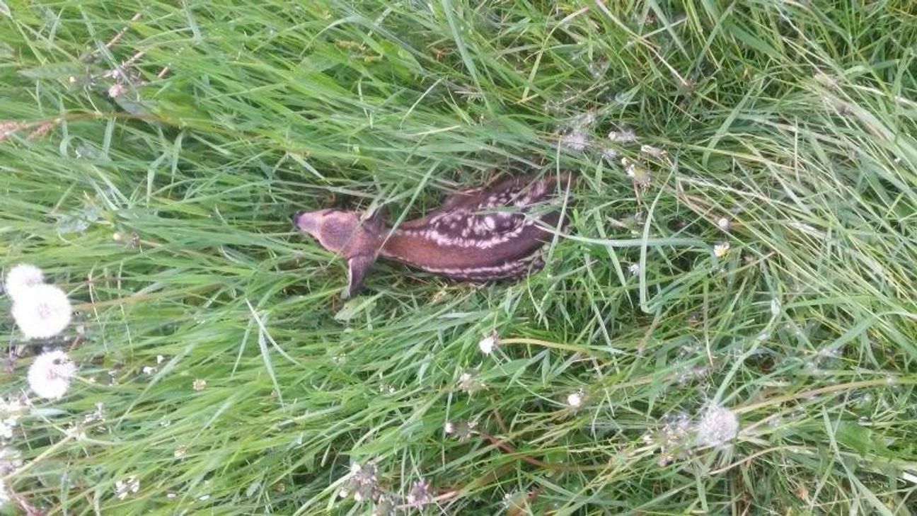 Bewegungsunfähig kauert das Rehkitz im hohen Gras.
