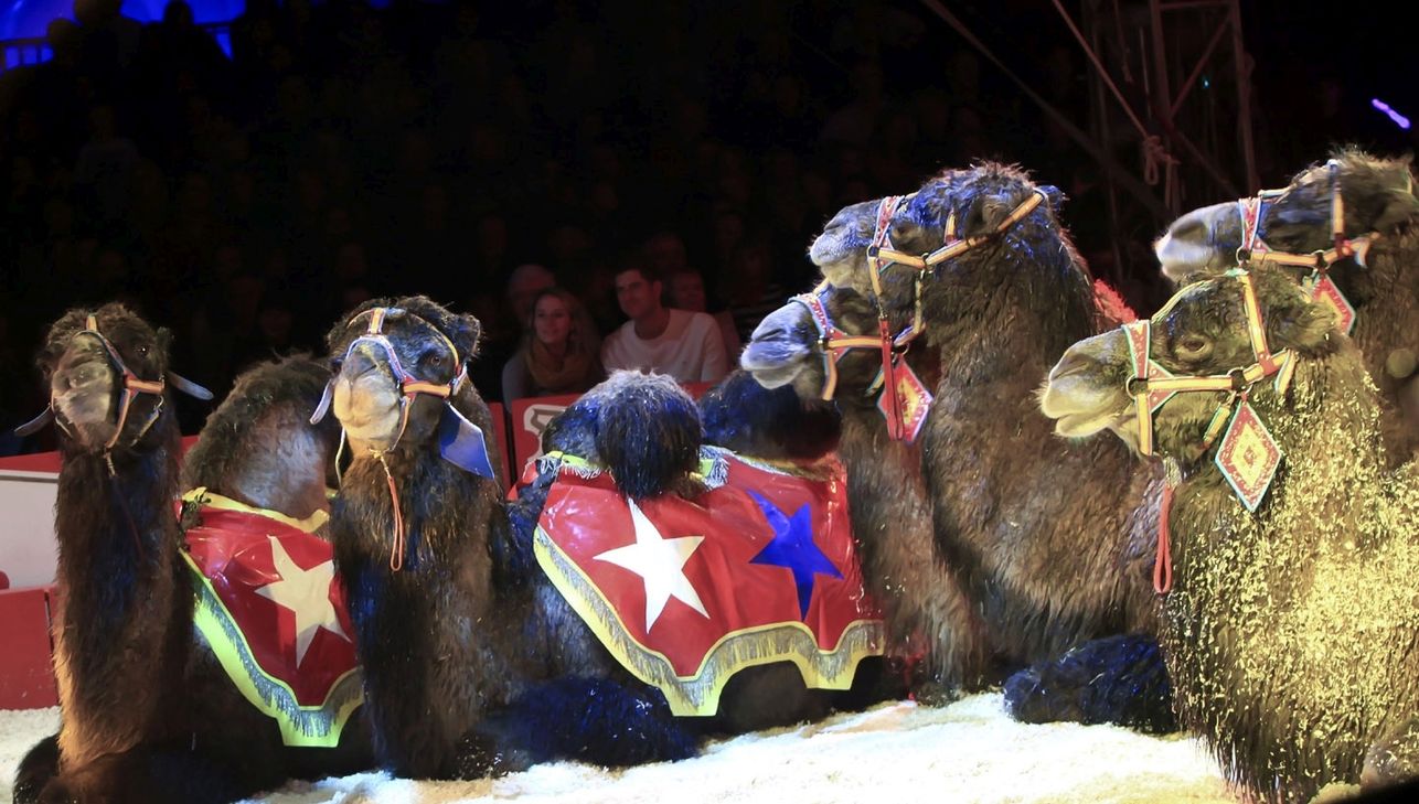 Wildtiere werden in Trier auch weiterhin im Circus erlaubt sein. Foto: Symbolbild/Archiv