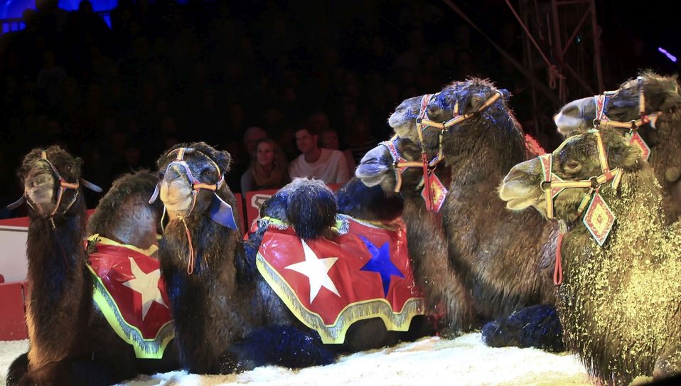 Wildtiere werden in Trier auch weiterhin im Circus erlaubt sein. Foto: Symbolbild/Archiv