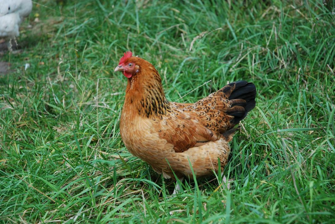 Die Hühner dürfen endlich wieder ins Grüne. Foto:Janne Kloepper/pixelio.de
