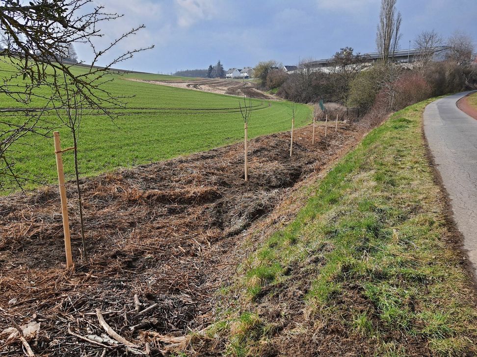 Entlang des Radweges wurden neue Bäume gepflanzt.