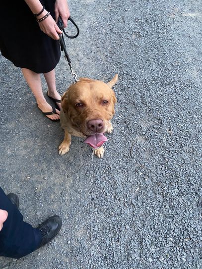 Dieser Hund ist in Staudernheim entlaufen