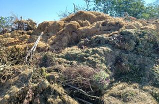 Solche Bilder sollte es künftig nicht mehr geben: Rasenschnitt darf nicht an den Sammelplätzen für Baum- und Strauchschnitt entsorgt werden.