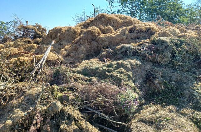 Solche Bilder sollte es künftig nicht mehr geben: Rasenschnitt darf nicht an den Sammelplätzen für Baum- und Strauchschnitt entsorgt werden.