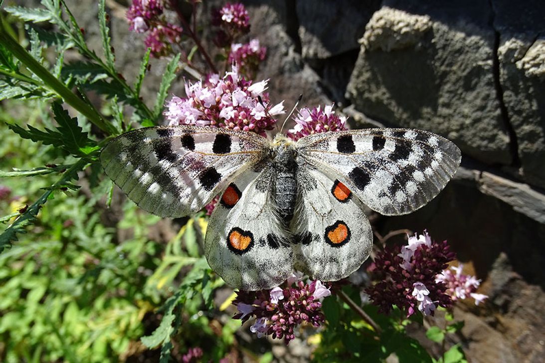 Der Mosel-Apollofalter ist einer der schönsten und seltensten heimischen Tagfalter, den es nur an der Mosel gibt.