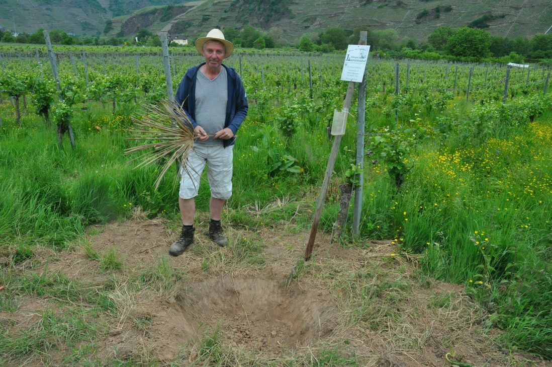 Nur ein paar Palmwedel und ein leeres Loch sind dem Bremmer Winzer Thomas Franzen-Martiny von seiner Palme im Weinberg geblieben. Foto: Pauly