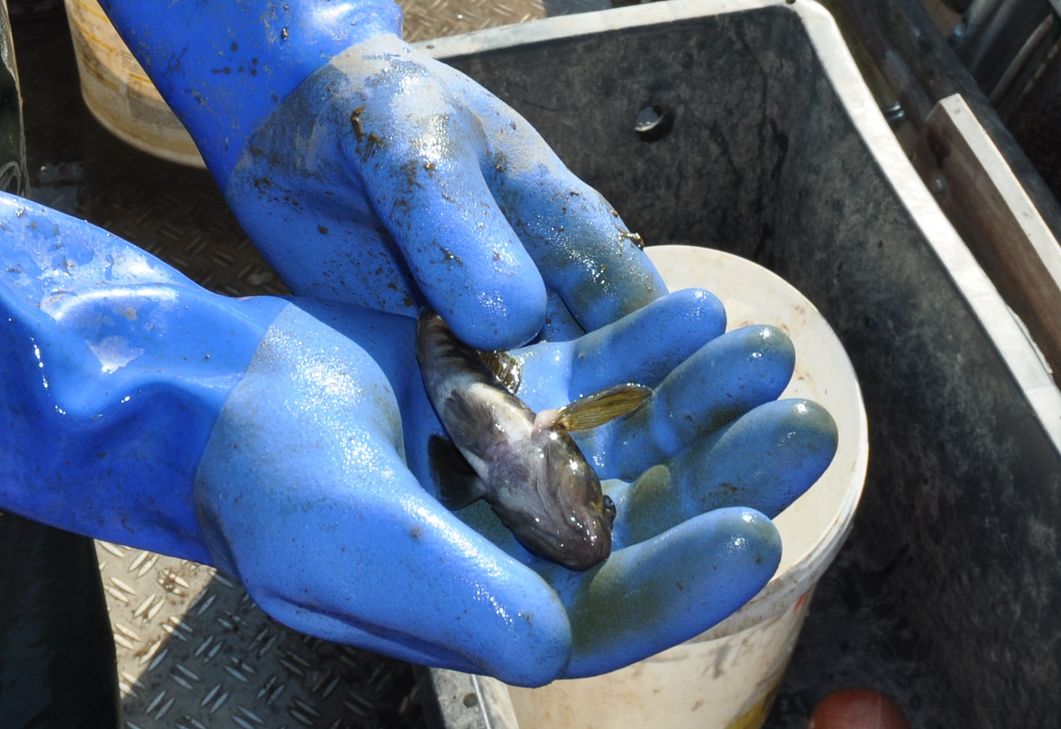 Die Grundel ist nicht Anglers Liebling.