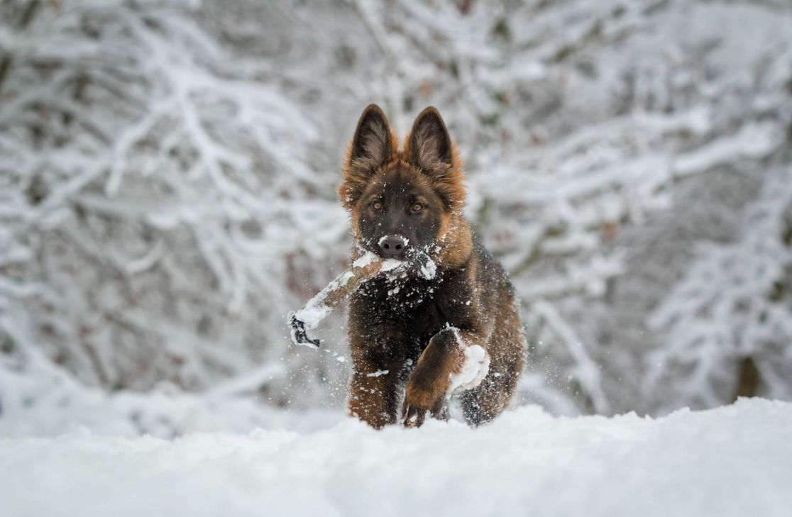Ein Welpe im Schnee - ein Motiv des "Diensthundekalenders 2021".