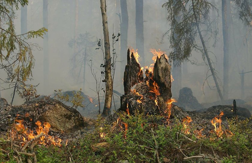 Brände im Wald werden häufiger durch fahrlässiges Verhalten, als durch natürliche Ursachen wie Blitzschläge ausgelöst. Daher ist umsichtiges Verhalten das Gebot der Stunde.