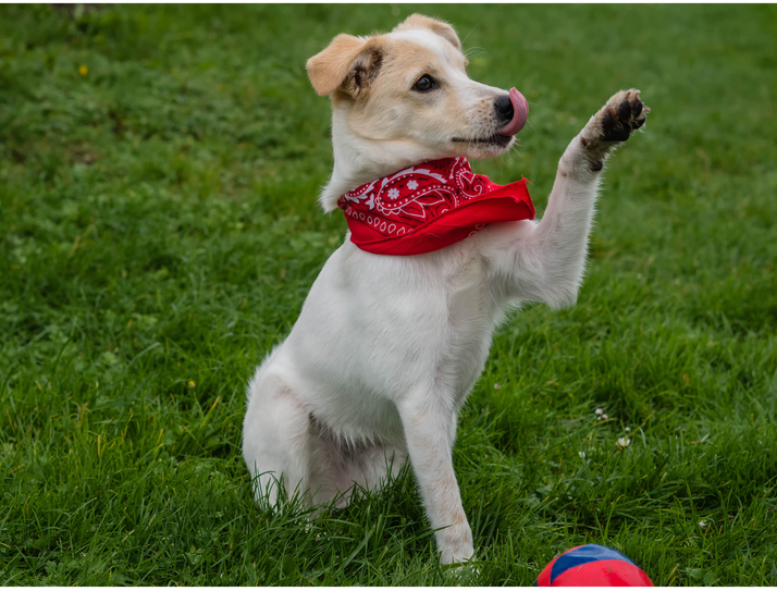 Manche zählen Sterne, andere Kalorien. Wittlich zählt jetzt Hunde. Es ist wieder Zeit für eine sogenannte "Hundebestandsaufnahme". Klingt nach Volkszählung auf vier Pfoten - und ist im Grunde auch genau das.
