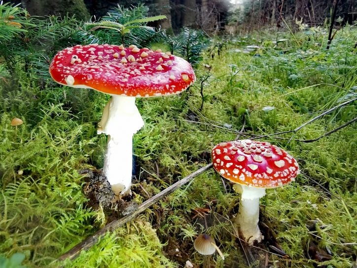 Glückssymbol und bekanntester Giftpilz