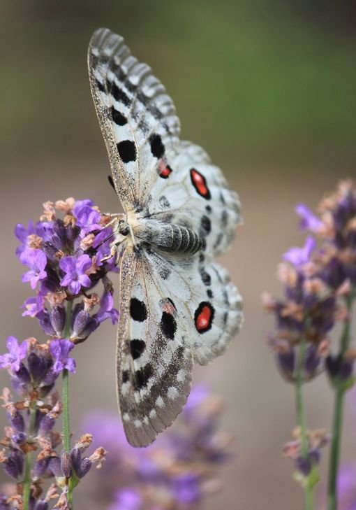 Apollofalter.