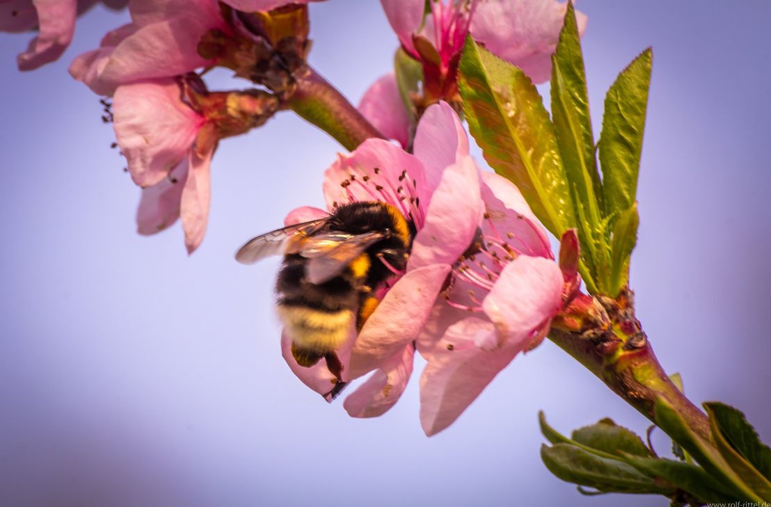 "Blütenblicke Mosel" - der Fotowettbewerb der Regionalinitiative Faszination Mosel.