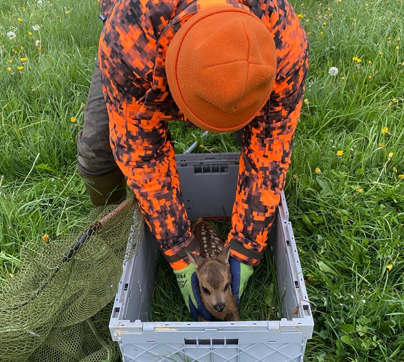 Die Jungwildretter der Kreisjägerschaft sind bereits unterwegs, um gemeinsam mit den Landwirten Kitze vor dem Mähtod zu bewahren.