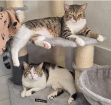 Micky und Dicky suchen ein gemeinsames, neues Zuhause.