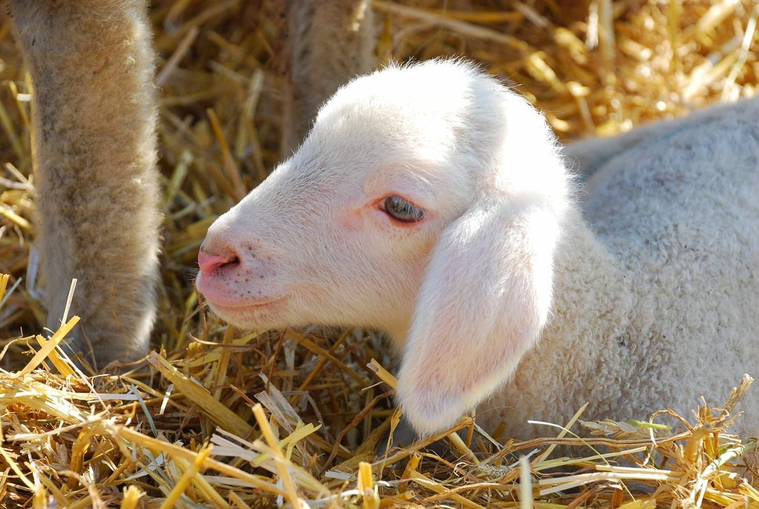 Foto: Symbolbild/Archiv