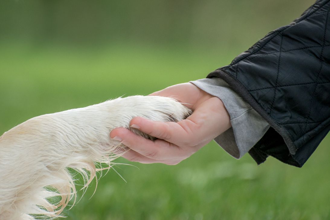 Mit einem Mausklick können sie den Tieren des Tierheims Remagen helfen. Foto: Radka Schöne/pixelio.de