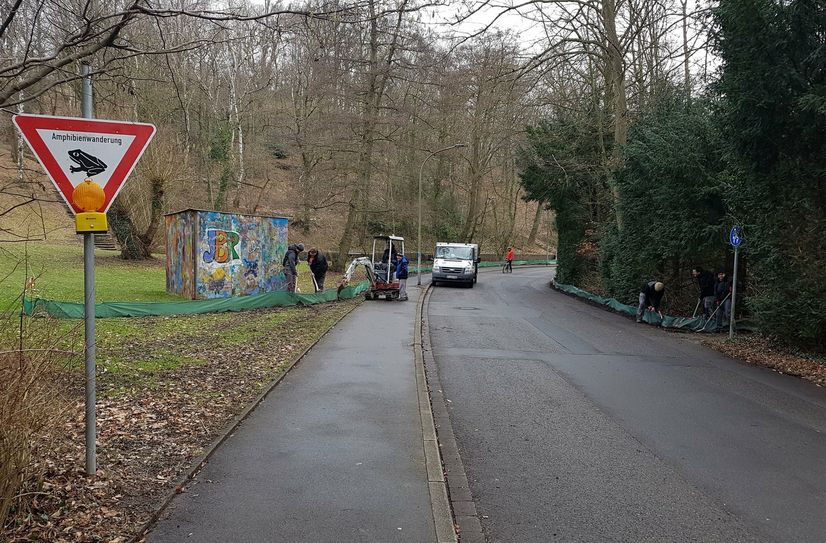 Wie in den vergangenen Jahren wurden auch jetzt wieder Amphibienzäune aufgebaut, damit Kröten, Frösche und Molche vor dem Überfahren bewahrt werden.