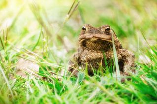Amphibien suchen zur Fortpflanzung ihre traditionellen Laichgewässer auf.
