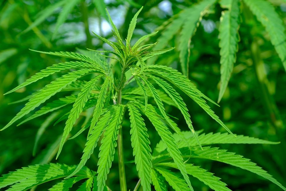 Autofahrer dürfen auch nach der Legalisierung kein Cannabis konsumieren.