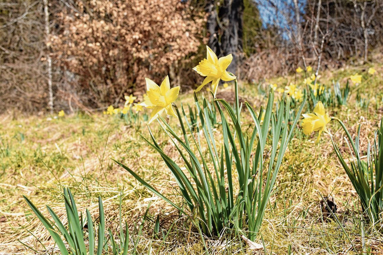 Wenn im Frühjahr Millionen Wildnarzissen blühen, leuchten die Wiesentäler rund um Monschau und Hellenthal. Wer Gäste durch dieses Naturschauspiel führen möchte, kann sich jetzt bewerben.
