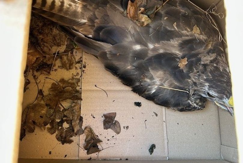 Eine aufmerksame Frau entdeckte diesen verletzten Bussard und kümmerte sich um ihn.