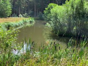 Ein versteckter Weiher am Liersbach.