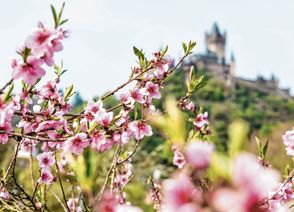 Roter Weinbergpfirsisch